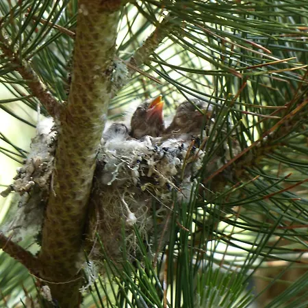 Apartman Quellhuette Dachbodn *