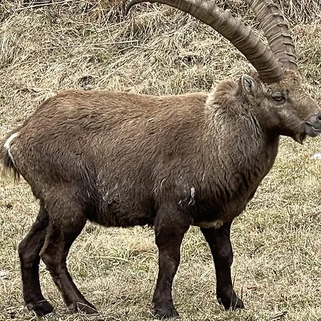 Quellhuette Dachbodn Weichselboden